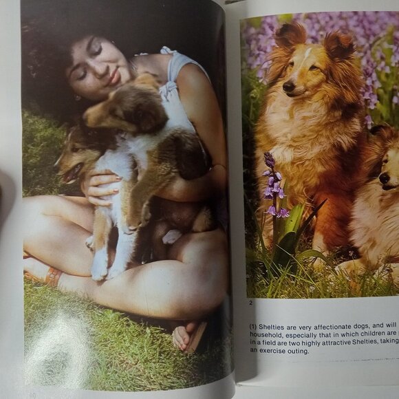 Shetland Sheepdogs by Mark Taynton and Beverly Pisano (1979, Hardcover) - Picture 5 of 7